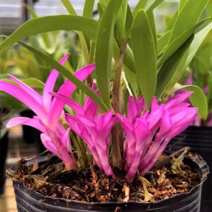 七彩香水石斛兰花苗带红芽室内盆栽花卉绿植冬带花苞水培浓香好养