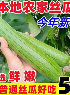 本地丝瓜种籽农家老品种丝瓜种子春四季大肉香甜丝瓜种籽蔬菜种籽