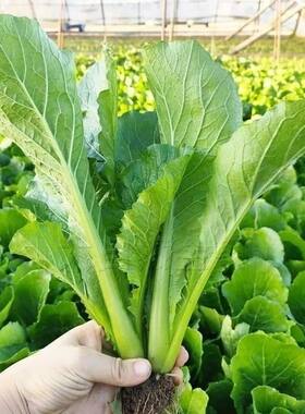老品种小白菜青梗小青菜嫩白菜小油菜绿叶蔬菜毛毛菜青菜蔬菜种子