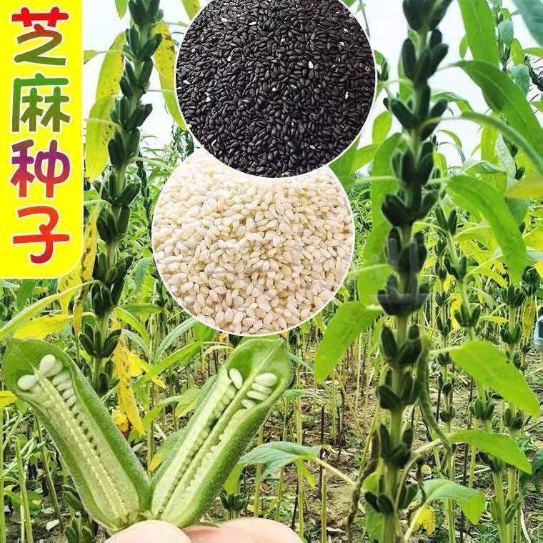 矮脚油芝麻种子中早熟非转基因芝麻种高产白芝麻黑芝麻种籽榨油用图片