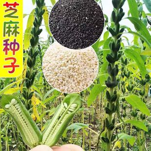 矮脚油芝麻种子中早熟非转基因芝麻种高产白芝麻黑芝麻种籽榨油用