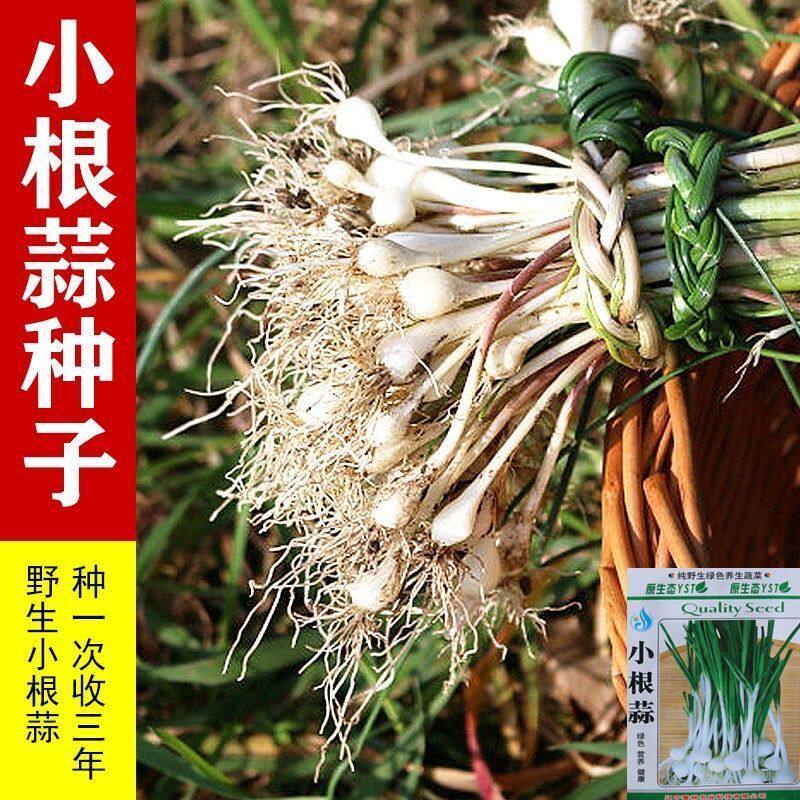 野生小根蒜种子野葱野蒜薤白新鲜家庭园艺种子