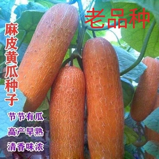 老品种黄瓜种子麻皮老黄瓜种籽可留种生吃脆甜老味道水果黄瓜种子