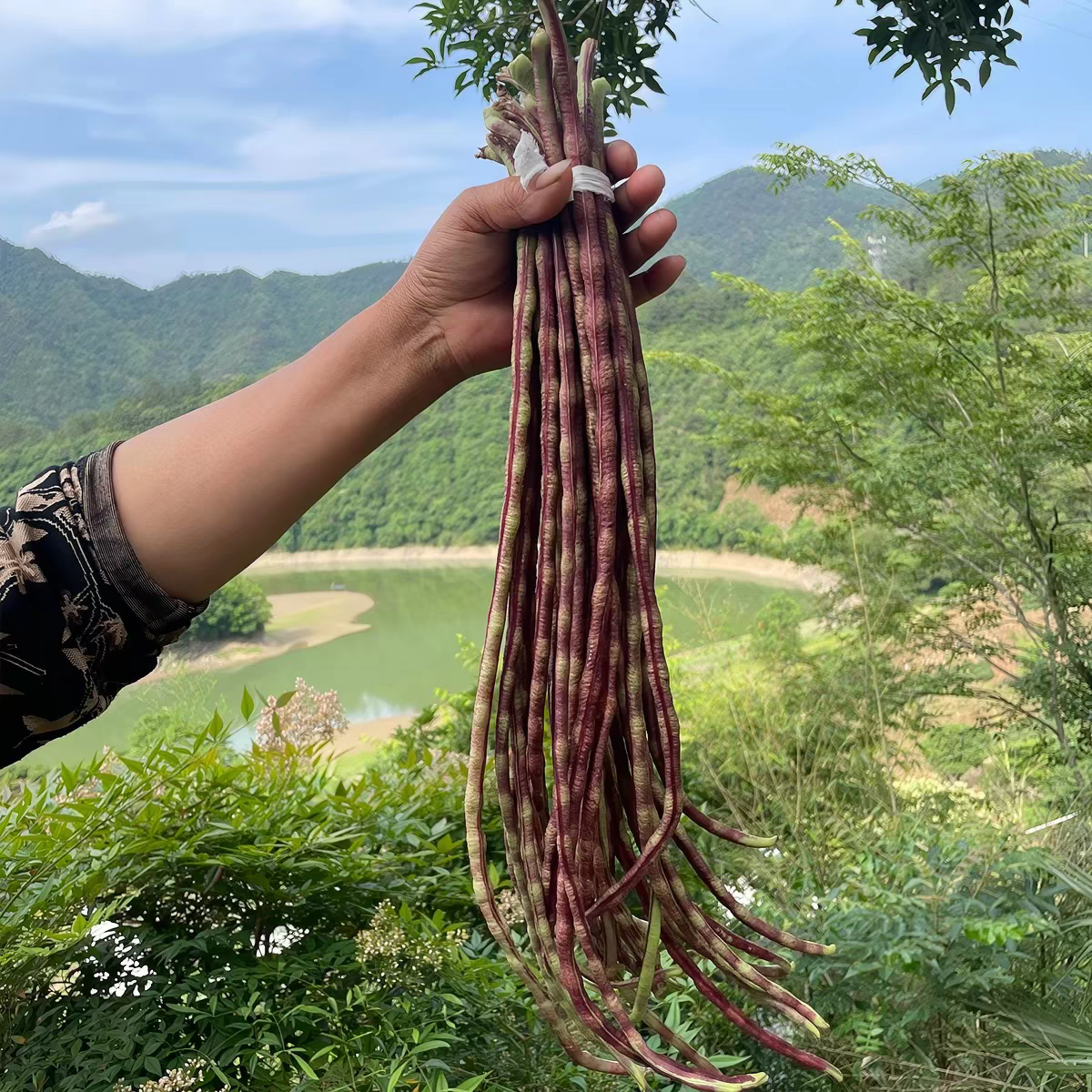 本地花豹豇豆种籽彩豆角特长豆纤维少老品种缸豆春夏秋四季蔬菜种