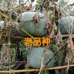 农家传统冬瓜种子老品种扁冬瓜粉皮大冬瓜种籽非转基因蔬菜可留种