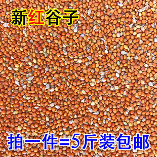 带壳红谷子增亮毛色鸟食鸟粮虎皮牡丹玄凤鹦鹉珍珠文鸟粮食包邮