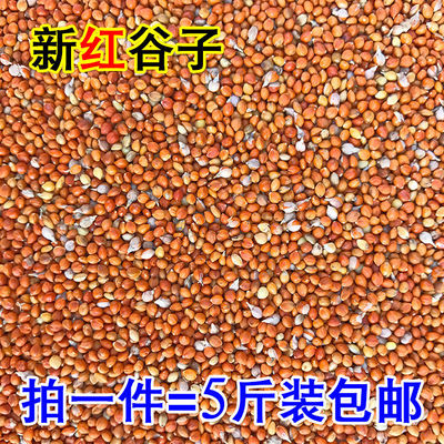 带壳红增亮珍珠文鸟包邮