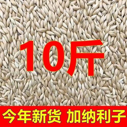 10斤新进口加纳利子白尖鸟粮鹦鹉鸟食草庐籽白燕珍珠虎皮牡丹鸽粮
