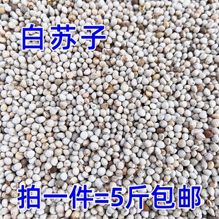 新白苏子软苏子鹦鹉金丝雀芙蓉鸟黄雀鸟食鸟粮饲料玉鸟营养粮包邮