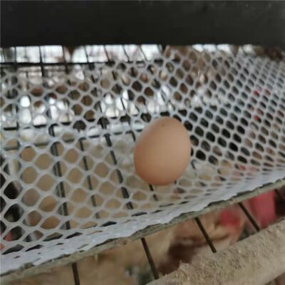 塑胶网接鸡蛋网防锈防磕碰
