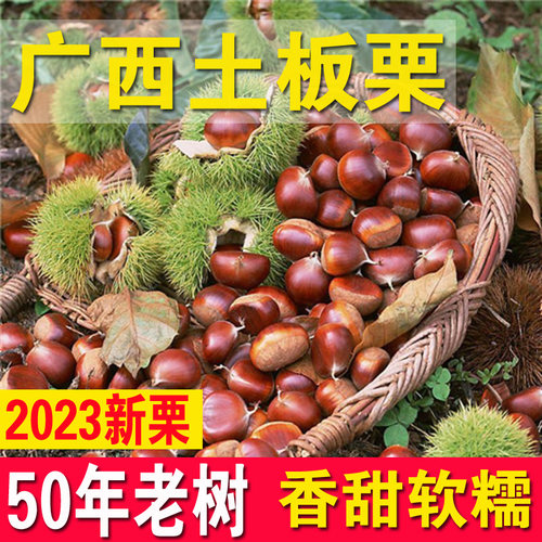 野生生板栗油栗小板栗广西东兰