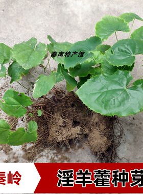 秦岭淫羊藿种苗淫羊藿种子三枝九叶草种苗种籽根茎