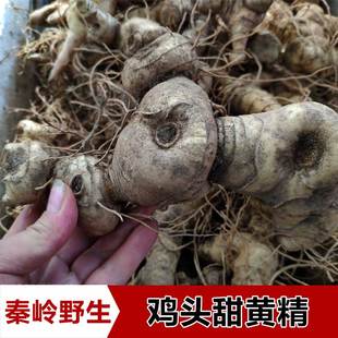 秦岭新鲜黄精纯天然鸡头黄精老虎姜多花黄精药食同源