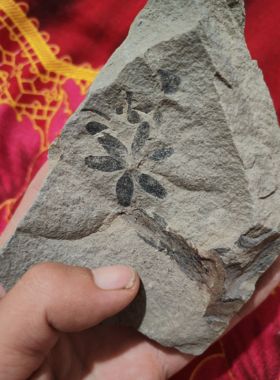 古生物化石 植物化石 摆件 收藏 科普  教学 标本客厅礼品