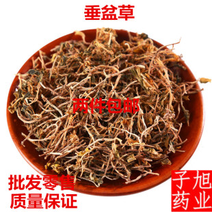 垂盆草 500克 无粉无杂质 石指草 佛甲草 正宗垂盆草 中药材供应