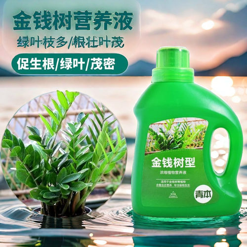金钱树专用营养液叶子发黄叶烂根摇钱树肥钱串子金钱树肥料专用肥