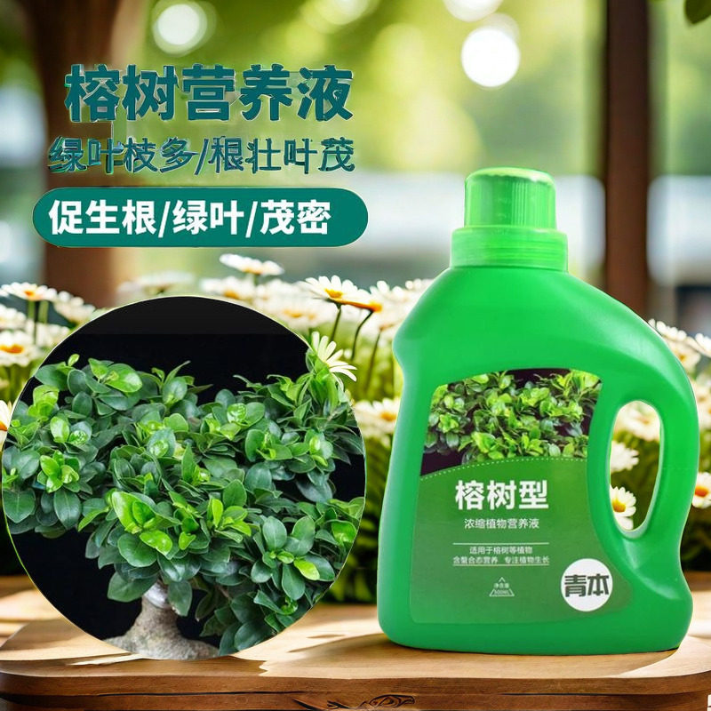 榕树营养液预防黄叶掉叶不长叶黄金榕人参榕小叶榕树盆景专用肥料