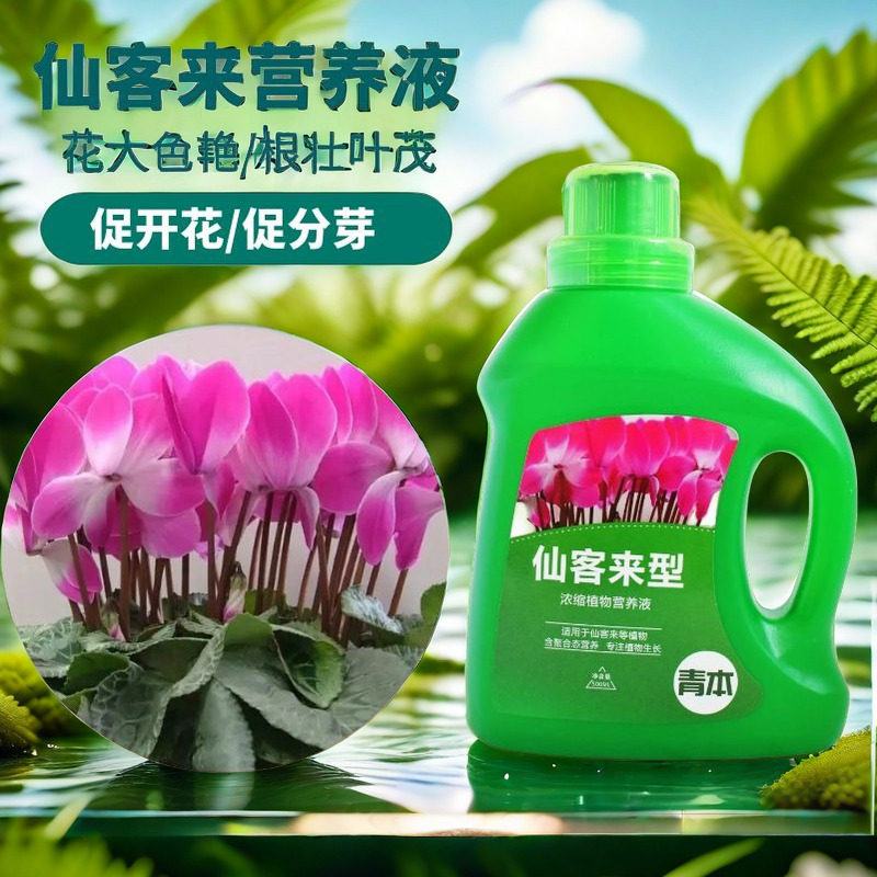 仙客来专用肥料仙客来种球花四季仙客来开花专用肥料仙客来营养液