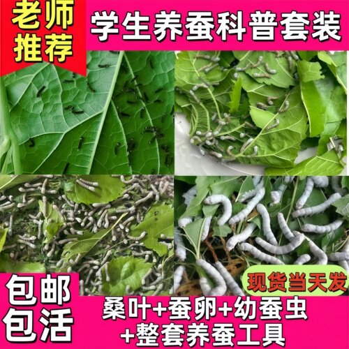 蚕宝宝活物幼蚕活体1龄234龄小蚕学生养蚕套装春蚕七彩蚕蚕卵桑叶