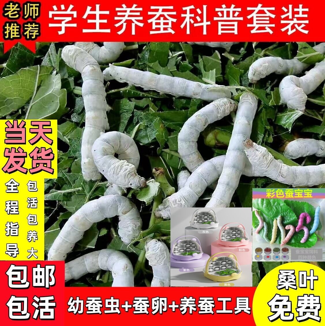 蚕宝宝活体春蚕幼虫活物儿童学生养蚕套装小蚕1龄234龄送新鲜桑叶