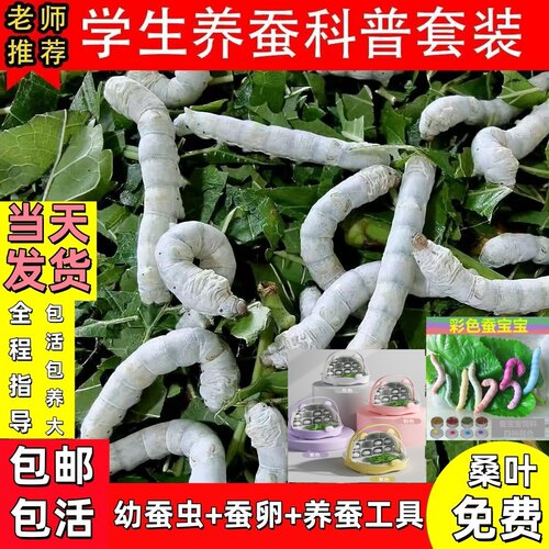 蚕宝宝活体春蚕幼虫活物儿童学生养蚕套装小蚕1龄234龄送新鲜桑叶