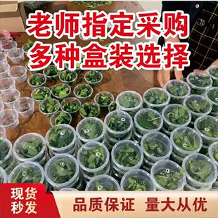 蚕宝宝活体蚕卵批发小卖部专用盒装小蚕12龄学生养蚕套装活物蚕虫