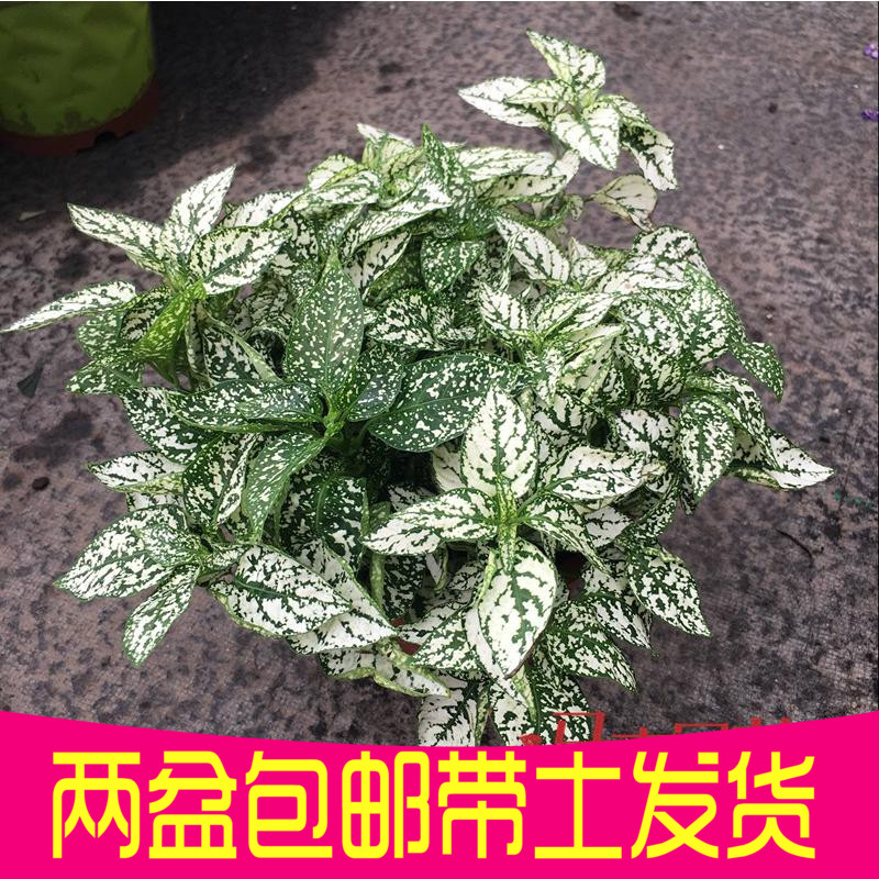 嫣红蔓花苗盆栽室内阳台花园调色板四季常青花叶蔓植物盆景花卉