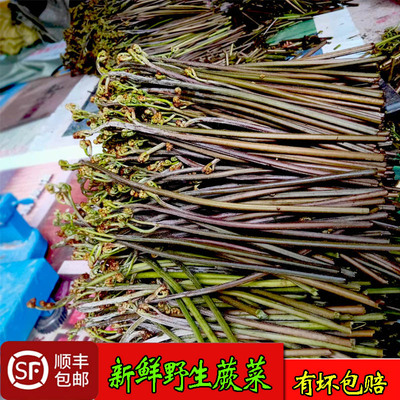 湖南新鲜野生山蕨菜甜三丫龙爪荃菜现采9斤郴州时令应季春野蔬菜