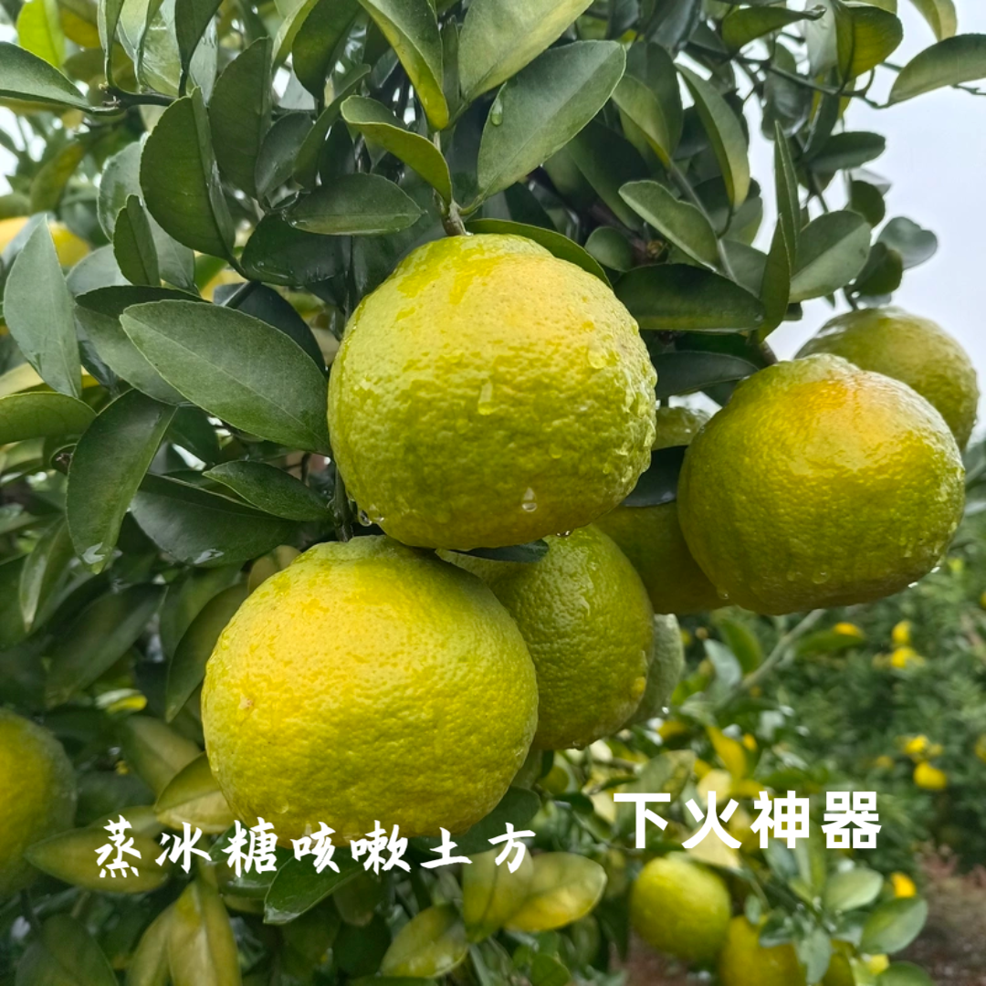 臭皮柑厚皮椪柑酸柑子