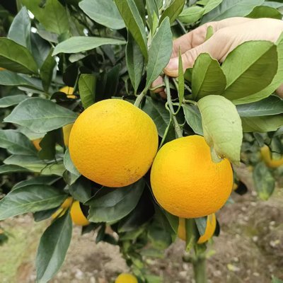 湖南永兴冰糖橙现摘现发农户果园直发甜橙子当季新鲜水果郴州特产