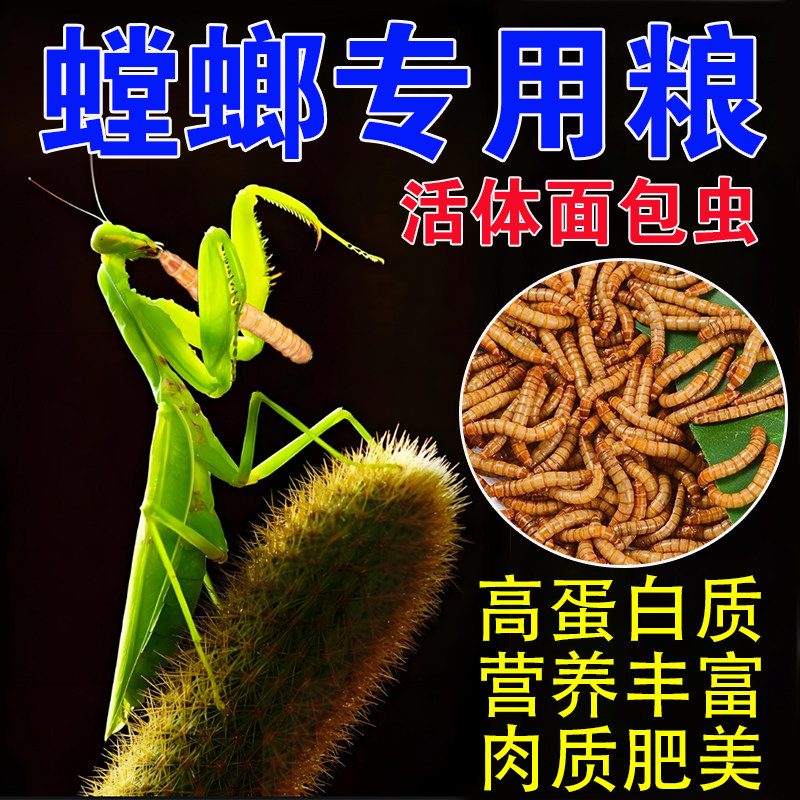 螳螂食物鲜活面包虫蟋蟀蛐蛐高蛋白营养黄粉零食爬宠鸣虫专用饲料