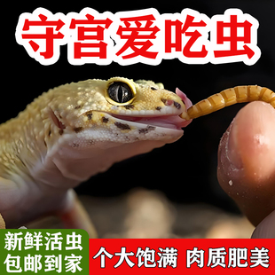 宠物鲜活面包虫蜥蜴守宫饲料豹纹睫角鬃狮蜥角蛙高蛋白营养粮食