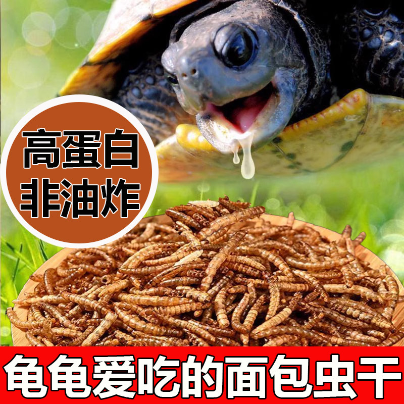 乌龟高蛋白面包虫干黄粉虫饲料