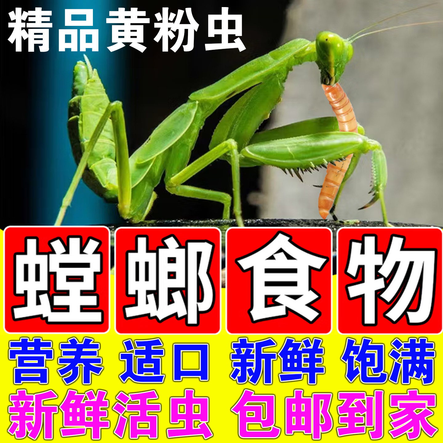 新鲜活体面包虫螳螂食物蟋蟀蛐蛐高蛋白黄粉零食爬宠鸣虫专用饲料