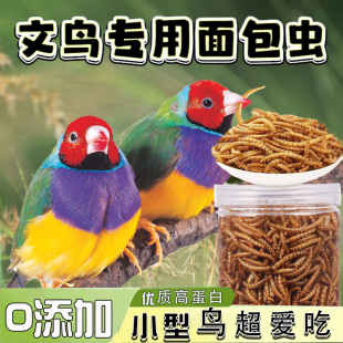 文鸟专用零食高蛋白面包虫干七彩文鸟灰白文鸟幼鸟换羽期营养粮食