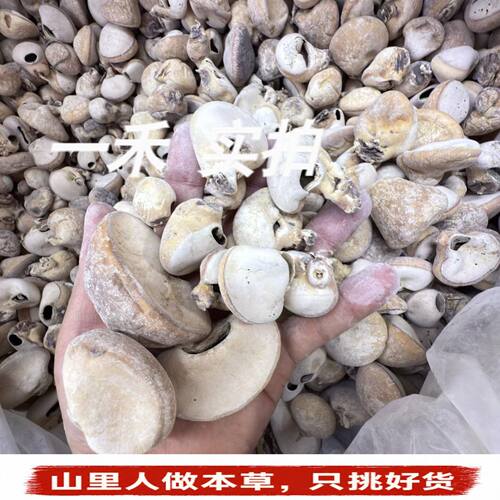 云南野生须元果特级隐孔菌250g
