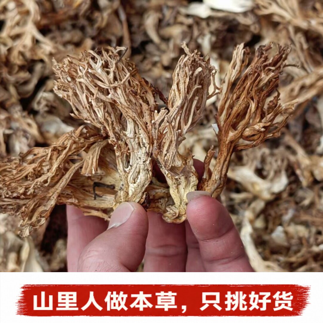 Mushroom珊瑚菌】特产干货扫把菌龙爪菌刷把菌食用菌扫把菇煲汤