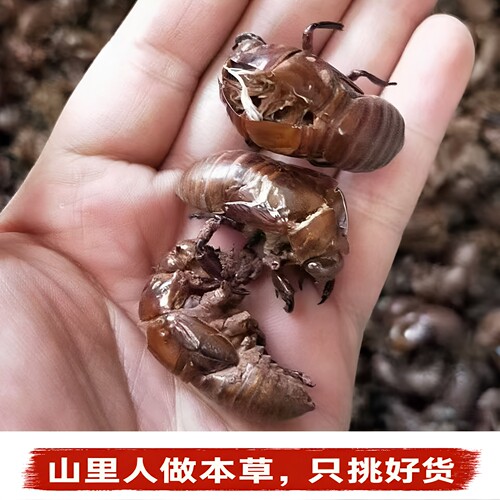 天然绿色优质中药材蝉蜕蝉衣