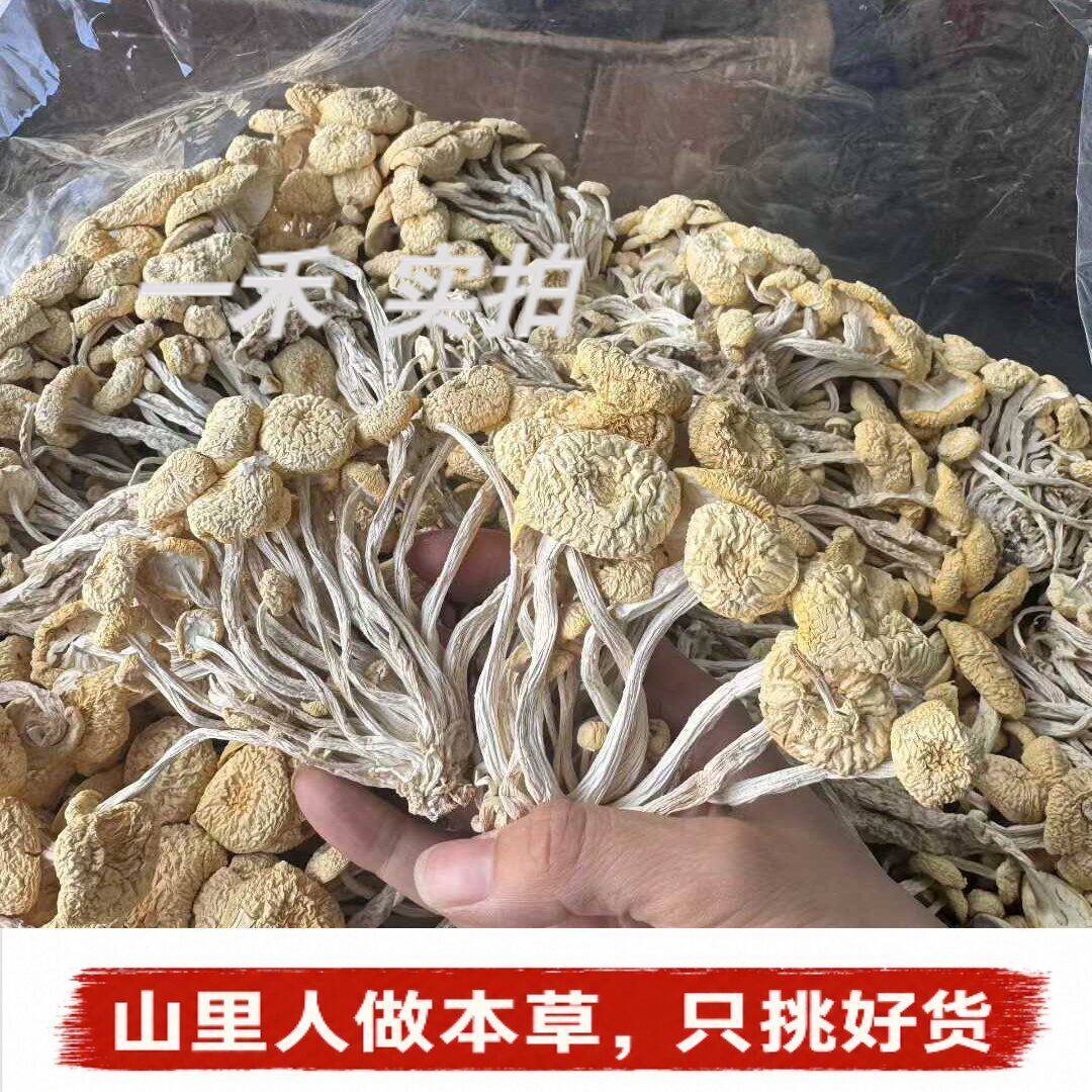 Mushroom白茶树菇】特产干货茶树菇茶薪菇菌菇煲汤虫草香菇不开伞