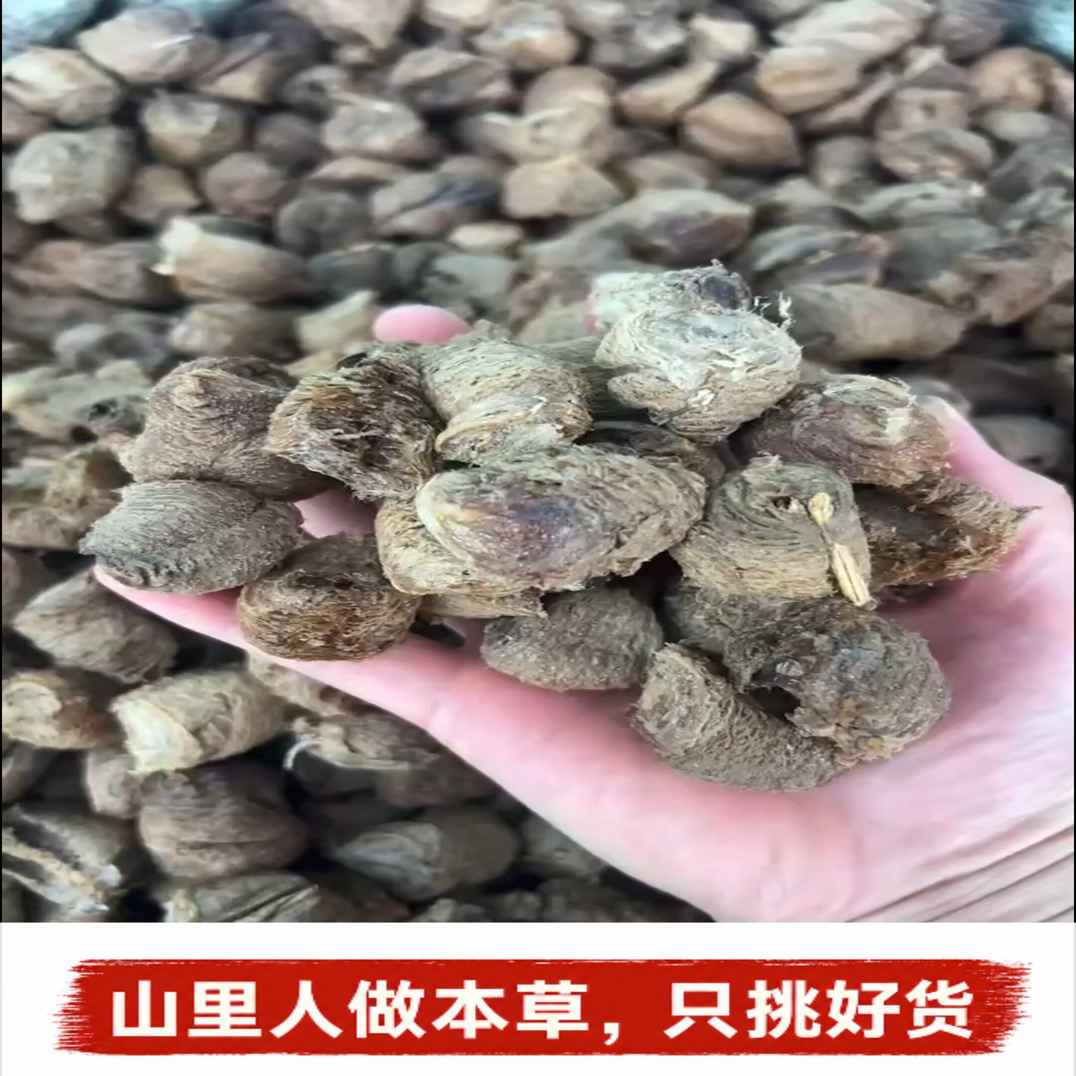 桑螵蛸】中药材桑膘销桑膘硝桑飘蛸螳螂子螳螂卵鞘巢刀螂子泡酒