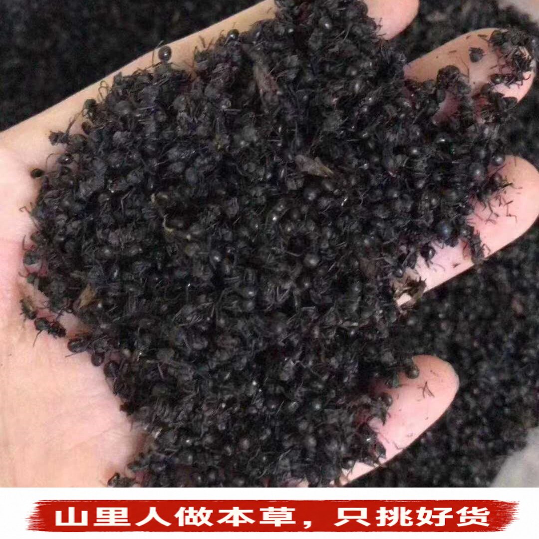 正宗大黑蚂蚁干】250g野生拟黑多刺蚁净货山蚁泡酒原材料中药材