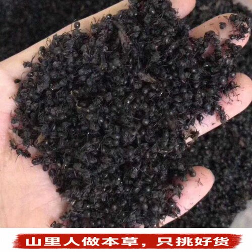 正宗野生大黑蚂蚁干250g泡酒原料