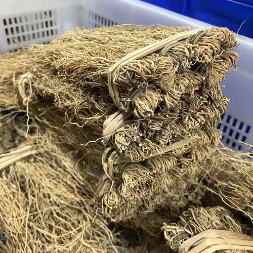 新鲜龙须草根煲汤材料