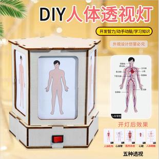 科技小制作人体结构观察灯认识人体器官科学实验stem儿童手工玩具