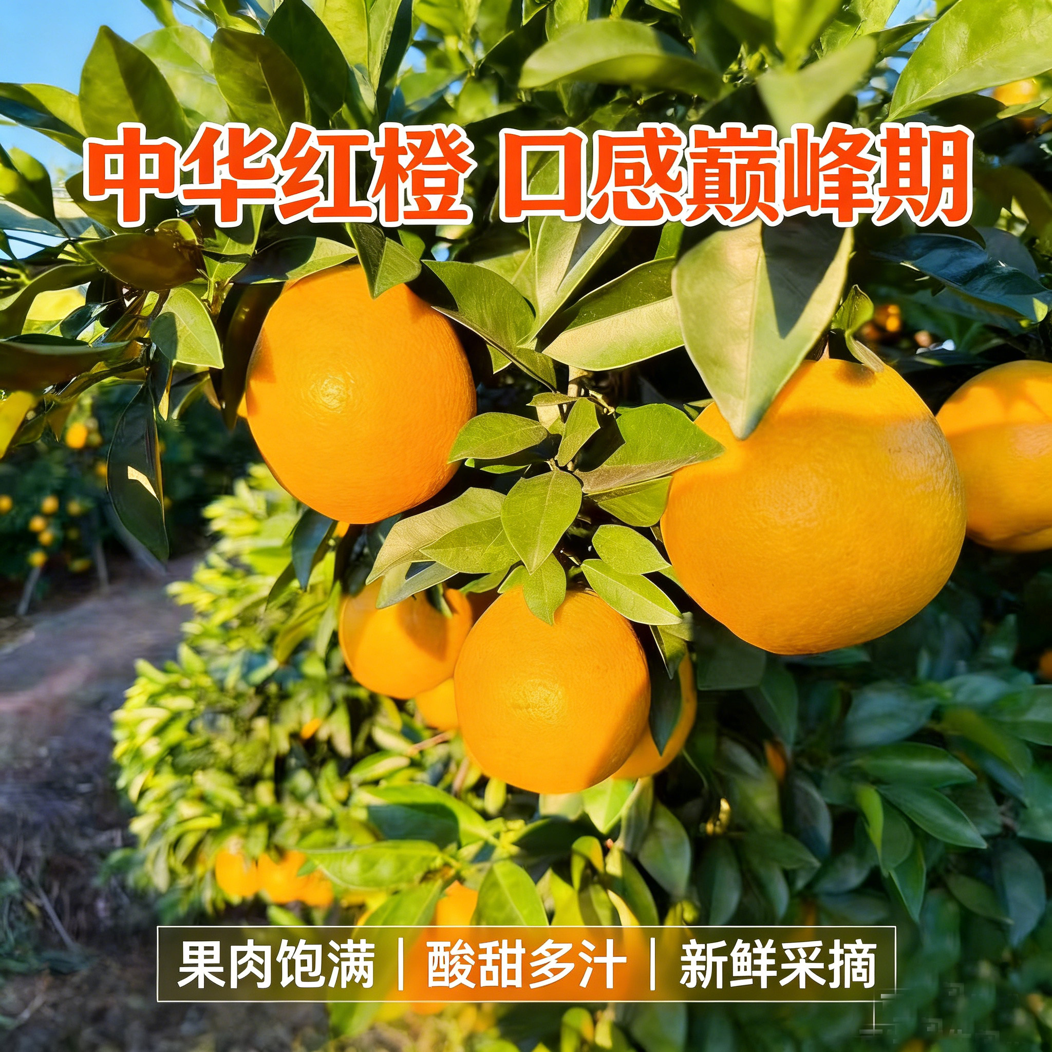 【果蟹集】塔罗科血橙 闻着香，吃着爽 中华红橙 口感巅峰期,水产肉类/新鲜蔬果/熟食,橙,淘宝优惠券,粉丝福利购,淘宝优惠卷