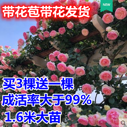 藤本月季花苗特大花带花苞发货爬藤四季开花庭院大花蔷薇龙沙宝石,鲜花速递/花卉仿真/绿植园艺,月季/蔷薇/玫瑰,淘宝优惠券,粉丝福利购,淘宝优惠卷