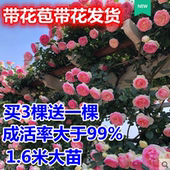 藤本月季 花苗特大花带花苞发货爬藤四季 开花庭院大花蔷薇龙沙宝石