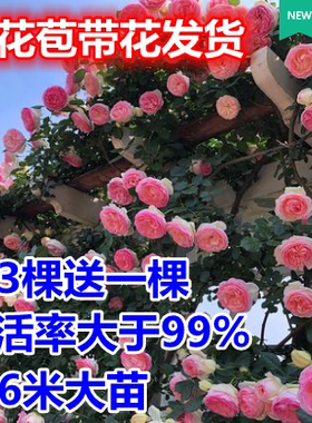 带花苞包成活龙沙宝石爬藤月季苗
