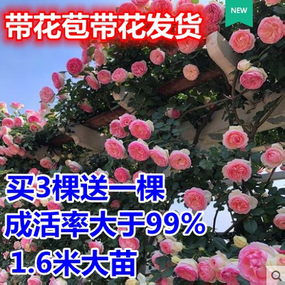 带花苞包成活龙沙宝石