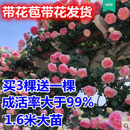 藤本月季花苗特大花带花苞发货爬藤四季开花庭院大花蔷薇龙沙宝石
